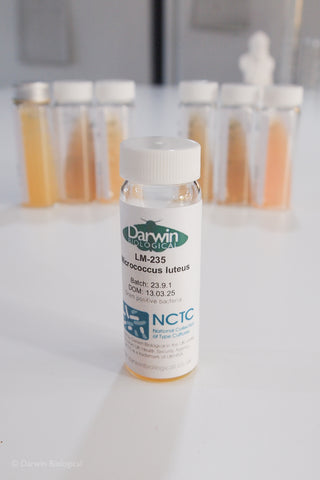 Micrococcus luteus bacteria culture with NCTC logo