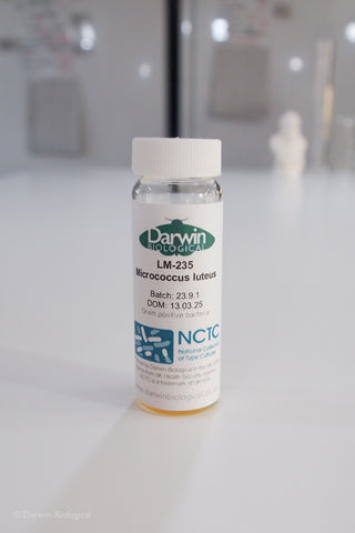 Micrococcus luteus bacteria culture