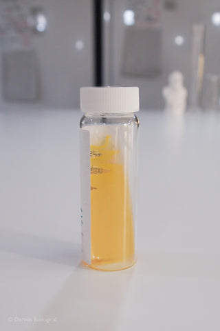 Micrococcus luteus bacteria culture