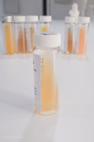Staphylococcus epidermidis bacteria culture