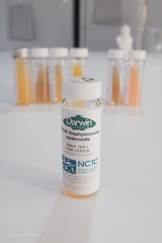 Staphylococcus epidermidis bacteria culture with NCTC logo