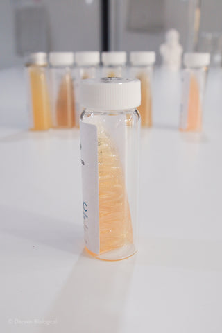 Pseudomonas fluorescens culture