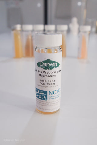 Pseudomonas fluorescens culture