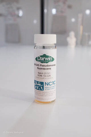 Pseudomonas fluorescens culture with NCTC logo