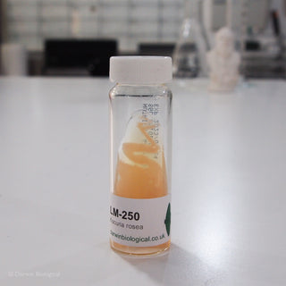 Kocuria rosea bacteria culture