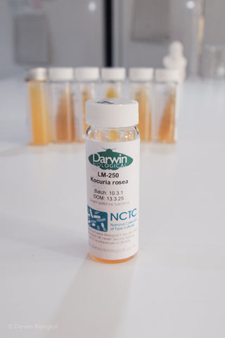 Kocuria rosea bacteria culture