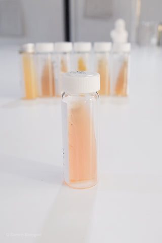 Kocuria rosea bacteria culture