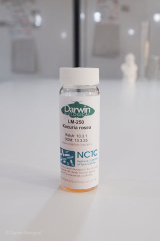 Kocuria rosea bacteria culture with NCTC label