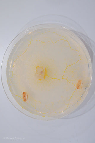 slime mould on agar plate with oat flakes