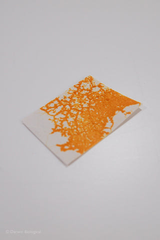 Dried slime mould sclerotia on paper