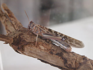 Locust