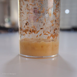 Wild Type Drosophila Fruit Flies Large Culture