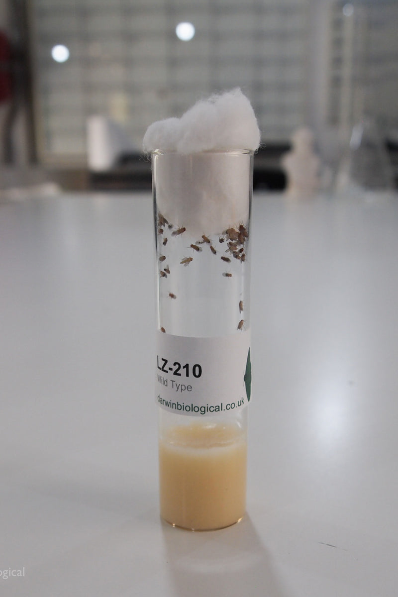 Woodlouse Care | Darwin Biological