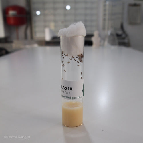 Wild Type Drosophila Fruit Flies