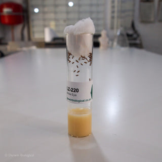 White Eye Drosophila Fruit Fly