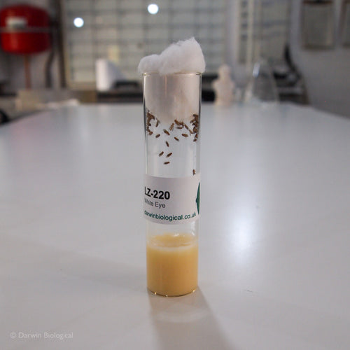 White Eye Drosophila Fruit Fly