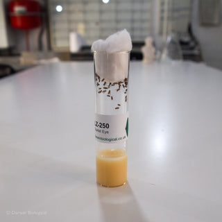 Scarlet Eye Drosophila Fruit Fly