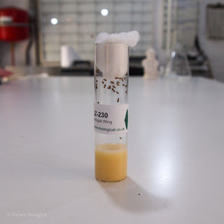 Vestigial Short Wing Drosophila