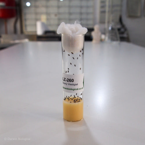 Ebony Vestigial Drosophila Fruit Fly