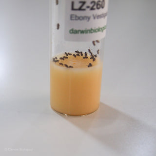Ebony Vestigial Drosophila Fruit Fly
