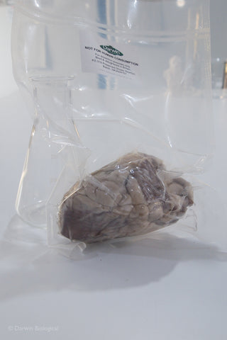 Vacuum Packed Preserved Sheep Heart