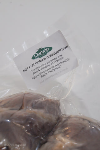 Preserved Sheep Heart Label Close Up