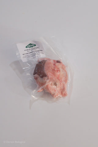 Frozen Vacuum Packed Sheep Kidney