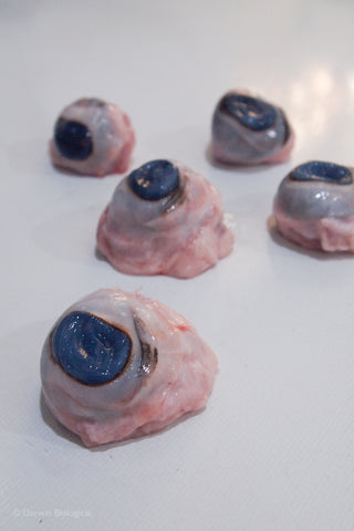 Fresh Sheep Eyes for Dissection