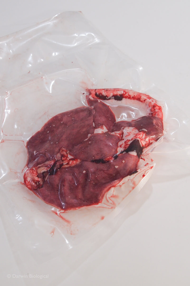 Frozen Sheep Lungs & Trachea | Biology Supplies - Darwin Biological