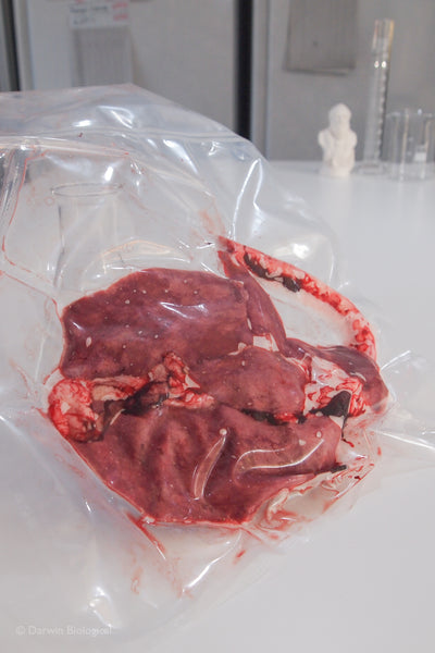 Frozen Sheep Lungs & Trachea | Biology Supplies - Darwin Biological