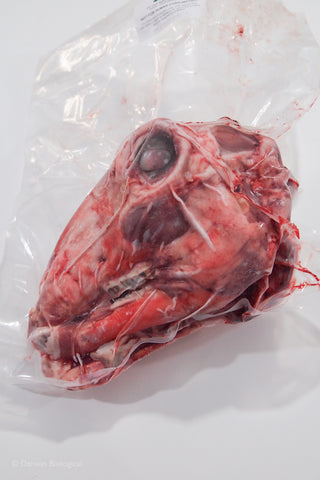 Frozen Split Sheep Head Vacuum Packed specimen for dissection