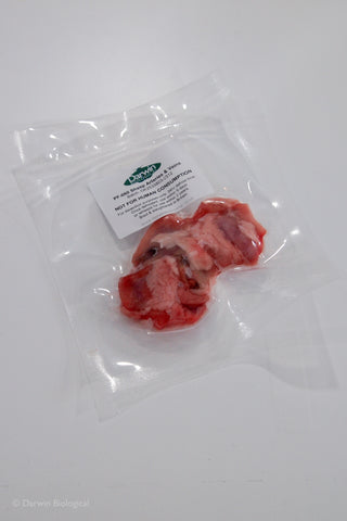 Frozen Sheep Arteries & Veins