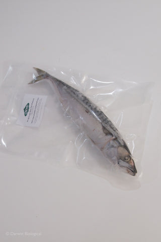 Frozen Mackerel Fish for Dissection Vacuum Packed
