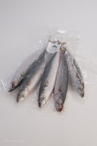 Frozen Mackerel Fish for Dissection Vacuum Packed 5pk