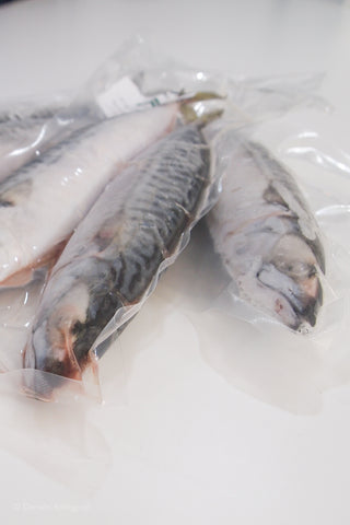 Frozen Mackerel Fish for Dissection Vacuum Packed 5pk