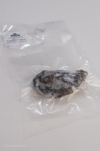 Vacuum Packed Frozen Cuttlefish