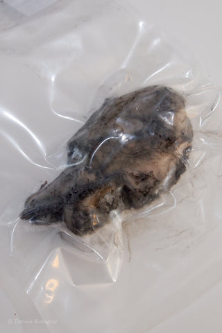 Vacuum Packed Frozen Cuttlefish