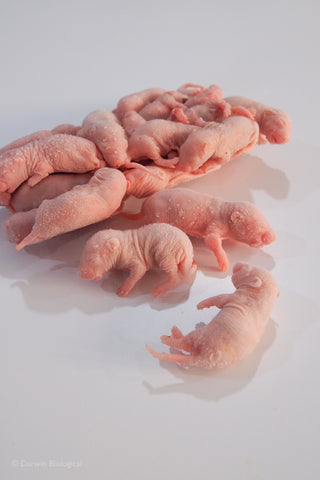 Frozen rat pups for dissection
