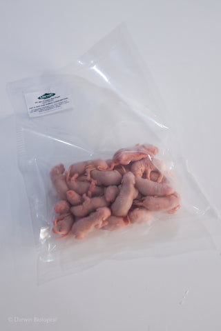 Frozen rat pups in plastic bag for dissection
