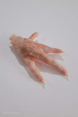 Frozen chicken foot for dissection