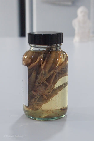 Preserved Locusts in Glass Jar