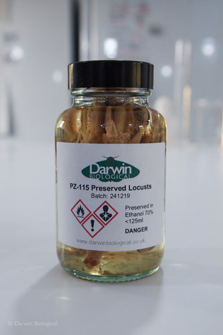 Preserved Locusts in Glass Jar