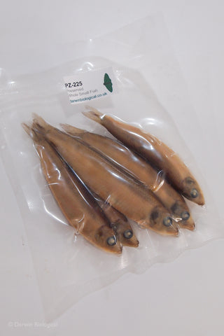 Preserved small fish in vacuum sealed plastic bag