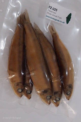 Preserved small fish in vacuum sealed plastic bag