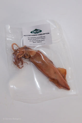 A vacuum-sealed clear plastic bag containing a preserved squid