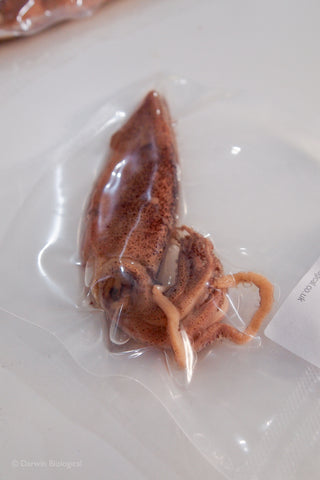 A vacuum-sealed clear plastic bag containing a preserved squid