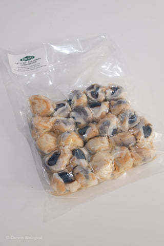 Vacuum Packed Preserved Sheep Eyes 25pk