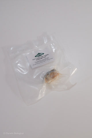 Vacuum Packed Preserved Sheep Eye