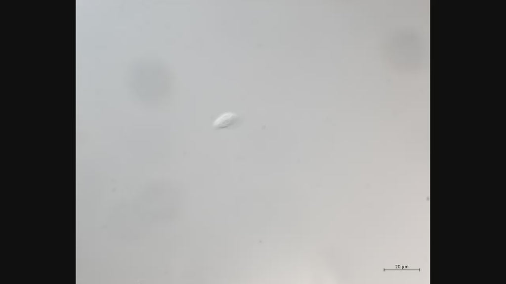 Aristerostoma sp video CCAP 1603/1