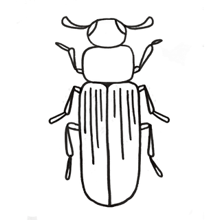 Flour Beetles Tribolium Confusum Anatomy Drawing